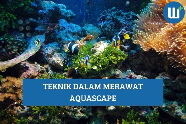 Inilah Teknik dalam Merawat Aquascape